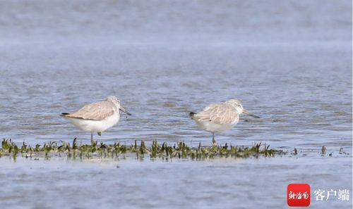 国产水鸟测评视频大全免费,全面解析国产水鸟性能与魅力