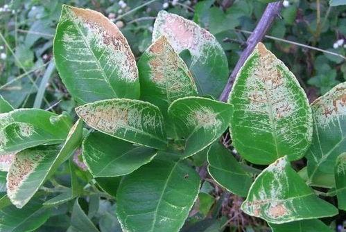 国产植物防晒测评视频教程,探索天然护肤之道