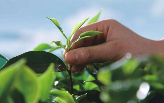 国产植物防晒测评视频教程,探索天然护肤之道