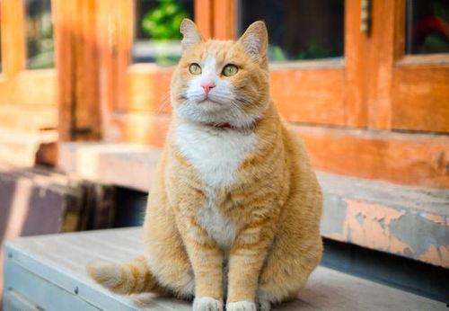 国产橘猫视频精品,国产视频精品来袭